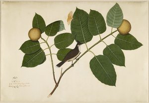 Punaviikset Bulbul ja Aganais Ficus Moth Kadamba Branch, folio sarjasta Lady Impey, 1777