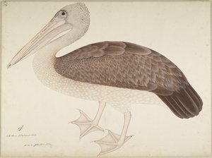Spotbilled Pelican, folio sarjasta, jonka tilaaja Lady Impey, n. 1780-82