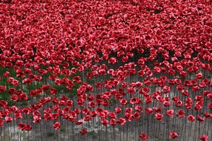Blood Swept Lands and Seas of Red, Tower of London, 2014.