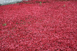Blood Swept Lands and Seas of Red, Tower of London, 2014.
