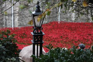 Blood Swept Lands and Seas of Red, Tower of London, 2014.