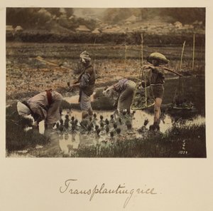 Riisin istuttaminen
