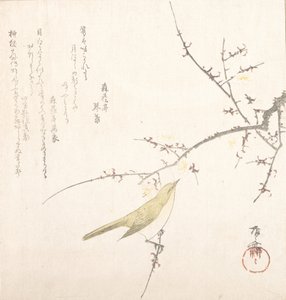 Uusikuu, satakieli luumun oksalla, 1800-luku, 1800-luku. tekijältä Shinsai