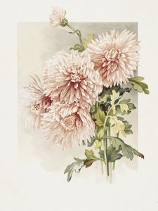 Krysanteemit tekijältä Sidney Thomas Callowhill