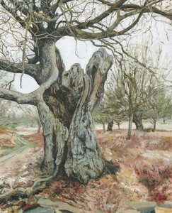 Vanha puu, Richmond Park, 2018 (öljy pellavalle) tekijältä Simon Neville