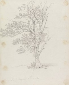 Puu Easton Parkissa tekijältä Sir George Howland Beaumont seventh Baronet