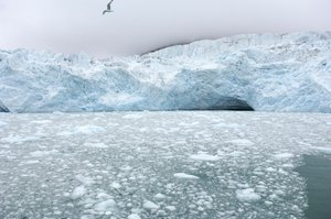 Lähistöllä sijaitsevien jäätiköiden jääpaloja kelluu arktisessa meressä, Huippuvuoret, Norja, 2022 (kuva). tekijältä Sisse Brimberg