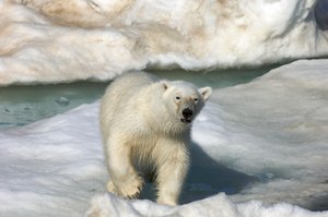 Jääkarhu (Ursus maritimus) kävelemässä jäälautan poikki, Huippuvuoret, Norja, 2022 (kuva) tekijältä Sisse Brimberg