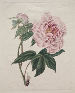 Kiinalainen pioni (Paeonia suffruticosa) tekijältä Smith