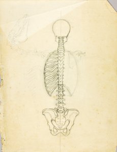 Anatomian tutkimus tekijältä Solon H. Borglum