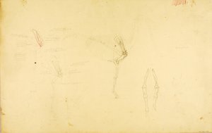 Hevosen anatomia tekijältä Solon H. Borglum