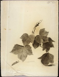 Lehdet tekijältä Solon H. Borglum