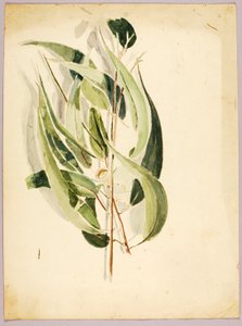 Plant Study, 1800-luvun loppu - 1900-luvun alku.