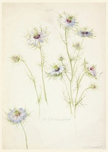 Piirtäminen, tutkimukset: 1800-luvun loppupuoli tekijältä Sophia L. Crownfield