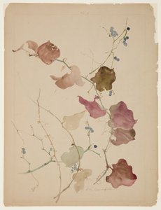 Tutkimus Clematis-viiniköynnöksestä ja sinimarjoista