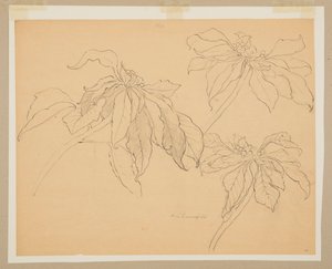 Joulutähtitutkimus tekijältä Sophia L. Crownfield