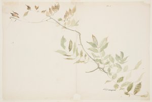 Estudi de Wisteria Foliagefinnish tekijältä Sophia L. Crownfield