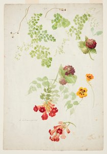 Maidenhair Fern, Trumpet Vine ja Nasturtium tutkimus