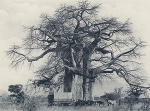 Baobab Tree (m/w kuva)