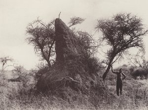 Mammoth Antheap (m/w kuva) tekijältä South African Photographer
