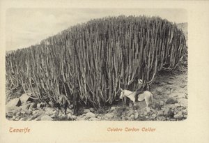 Miehet katselevat kuuluisaa kaktusta Cardonissa Teneriffalla (s/w-kuva). tekijältä Spanish Photographer