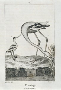 Flamingo at Avosetta, mula sa A History of the Earth and Animated Nature, London 1816 (copper plate engraving)finn tekijältä Spanish School