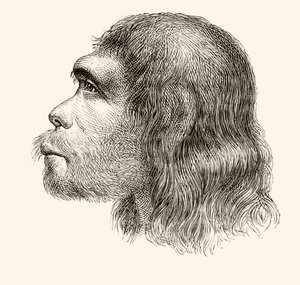 Neandertalin miehen pää, "Nuestro Siglo", julkaistu Barcelona, 1883 tekijältä Spanish School