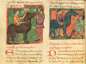 Ms 214 fol.26v Glossiitin parantaminen hevosella, Juan Alvarezin Libro de Menescalcia y Albeyteria, n. 1390 tekijältä Spanish School