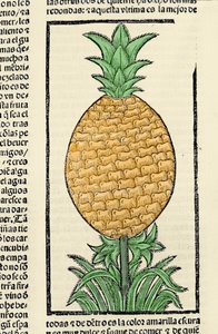 Kuvaus ananasta. Kaiverrus kirjasta "Intian, saarten ja valtameren mantereen yleinen historia" Gonzalo Fernandez de Oviedo (Gonzalo) tai Fernandez de tai Hernandez de Oviedo y Valdes (1478-1557) tekijältä Spanish School