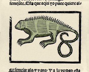 Edustus iguaanista. Kaiverrus kirjasta "Intian, saarten ja valtameren mantereen yleinen historia" Gonzalo Fernandez de Oviedo (Gonzalo) tai Fernandez de, ou Hernandez de Oviedo y Valdes (1478-1557) tekijältä Spanish School