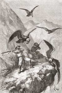 Édouard François André ja hänen toverinsa joutuivat kondorien kimppuun lähellä Calacalia, Pichinchan maakunnassa, Ecuadorissa hänen kasvitieteellisen tutkimusmatkansa aikana Andien juurella vuosina 1875–76. tekijältä Spanish School