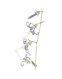 California Harebell, 2015 (grafiittikynä ja akvarelli)