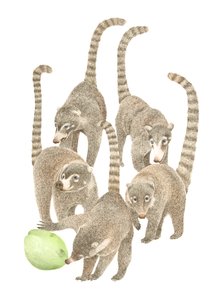 Costa Rica Coatis, 2019 (grafiittikynä ja digitaalinen) tekijältä Stacy Hsu