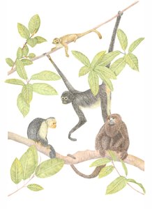 Costa Rica Monkey, 2019 (grafiittikynä ja digitaalinen)