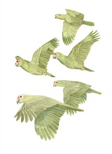 Costa Rica Red Lored Parrots, 2019 (grafiittikynä ja digitaalinen) tekijältä Stacy Hsu