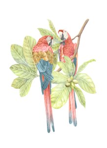 Costa Rica Scarlet Macaw, 2019 (grafiittikynä ja digitaalinen)