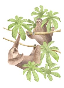 Costa Rica Sloths, 2019 (grafiittikynä ja digitaalinen)