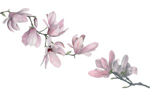 Magnolia, 2015 (grafiittikynä ja akvarelli) tekijältä Stacy Hsu