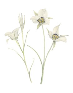 Mariposa Lily, 2018 (grafiittikynä ja akvarelli) tekijältä Stacy Hsu