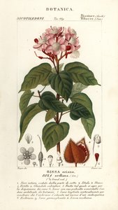 Achiote tai huulipunapuu, Bixa orellana tekijältä Stanghi Stanghi
