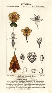 Afrikkalainen kurkku, Momordica balsamina tekijältä Stanghi Stanghi