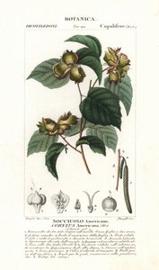 Amerikkalainen hasselpähkinä, Corylus americana