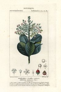 Naudanliha, Ardisia coriacea tekijältä Stanghi Stanghi