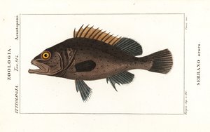 Musta rypäle, Mycteroperca bonaci tekijältä Stanghi Stanghi