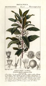Mustikkatuhka, Elaeocarpus cyaneus tekijältä Stanghi Stanghi