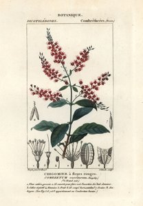 Bushwillow, Combretum coccineum tekijältä Stanghi Stanghi