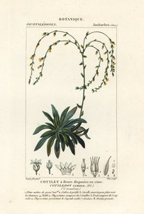 Kanjoni elää ikuisesti,, Dudleya cymosa tekijältä Stanghi Stanghi