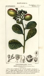 Cocoplum, Chrysobalanus icaco tekijältä Stanghi Stanghi