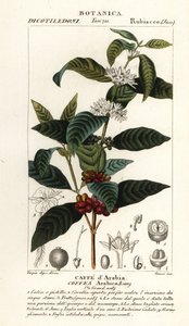 Kahvi, Coffea arabica, Caffe d’Arabia tekijältä Stanghi Stanghi