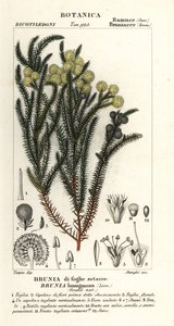 Harvinainen puuvillapensas, Berzelia lanuginosa tekijältä Stanghi Stanghi